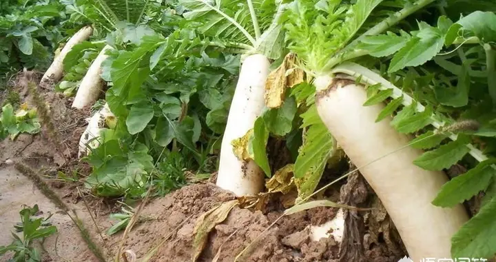 蘿卜種植短視頻教程下載（蘿卜青菜種植方法） 運(yùn)營百科