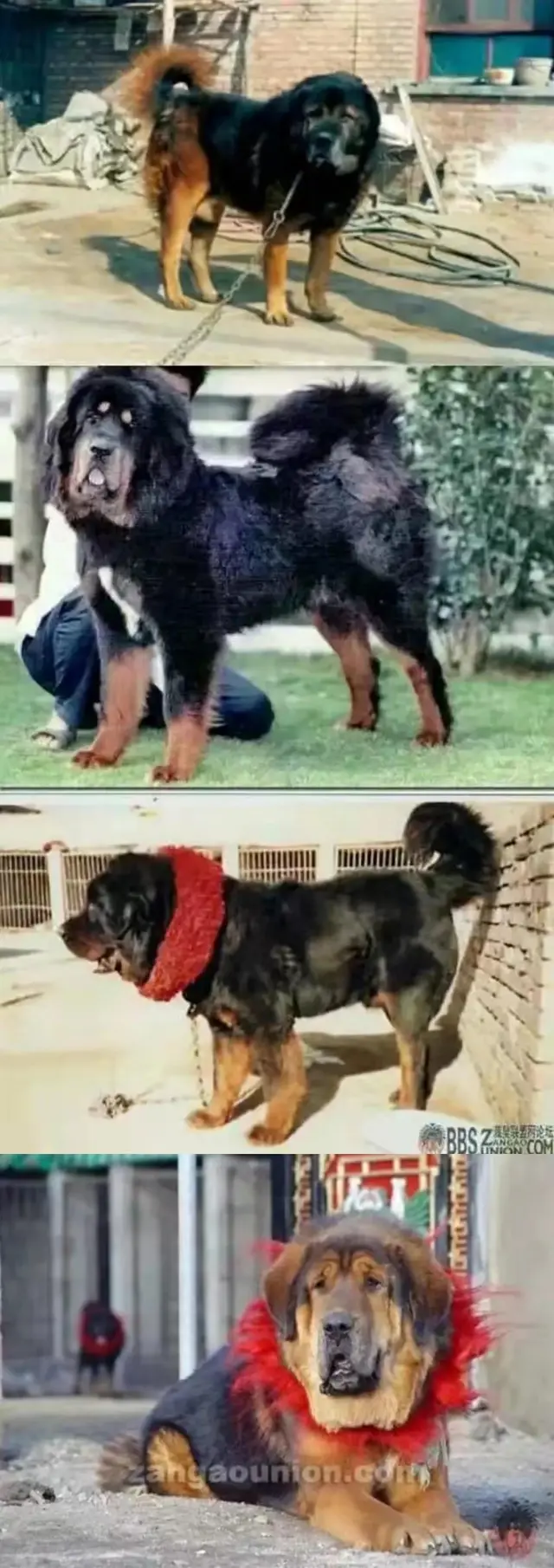 Twenty or thirty years ago! The representative of the tigerheaded