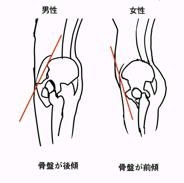 男女生形体画法有什么区别教你从人体骨骼区分男女生的画法