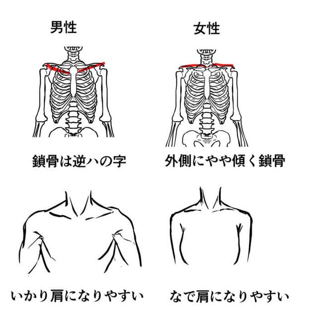 教你从人体骨骼区分男女生