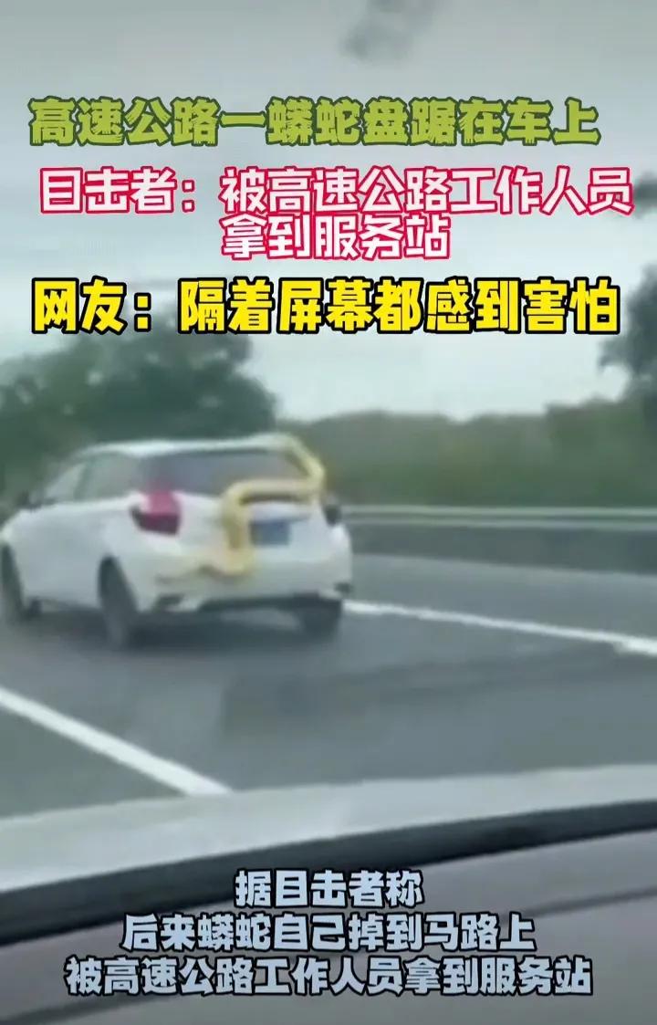 高速公路现黄金蟒盘踞车尾