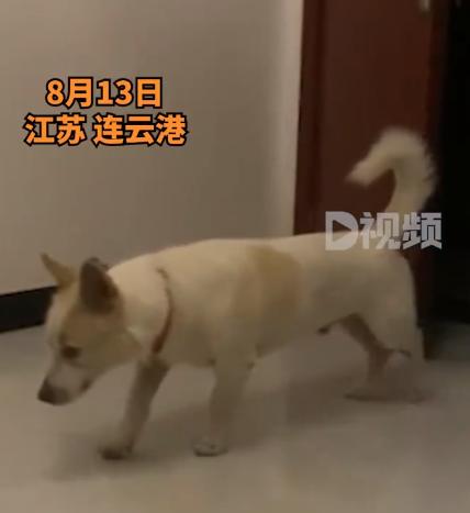 2022-08-14 狗子以为主人睡着偷偷进屋蹭空调