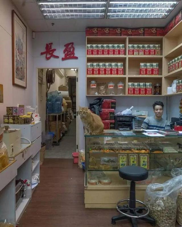 香港街头传统的小店里的那些小猫