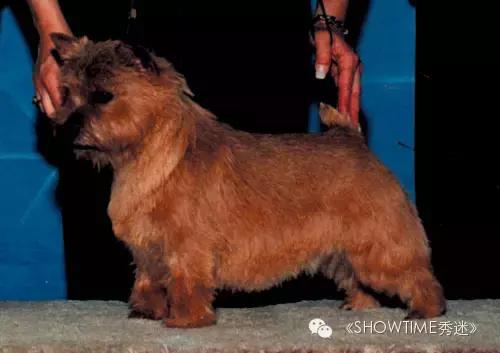 梗犬为什么叫梗犬，狗狗一边玩一边抓老鼠