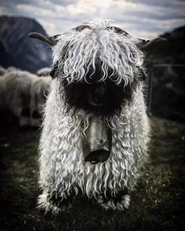 瓦莱黑鼻羊，正在崛起的新神兽，草泥马头号接班人