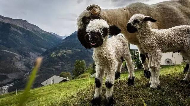 瓦莱黑鼻羊，正在崛起的新神兽，草泥马头号接班人