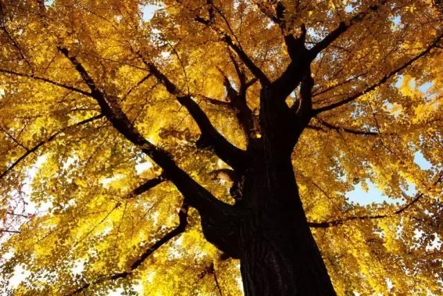 早安美图161110：把困苦活出诗意，把薄情活出深情