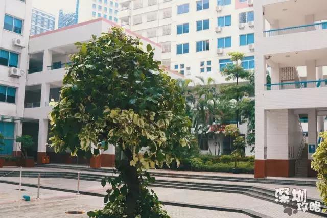 深圳广播电视大学，深圳最著名大学（广东教育：深圳有多少大学高校）