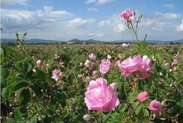 早安美图：花开成海，陪你去看尽世界的绚烂可好？