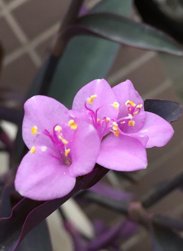 情人节送什么巧克力春节送什么花？情人节送什么花？24种鲜花花语（图集）