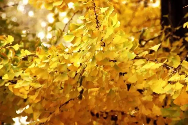 早安美图161110：把困苦活出诗意，把薄情活出深情