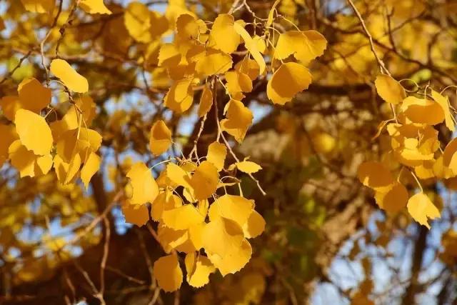 早安美图161110：把困苦活出诗意，把薄情活出深情