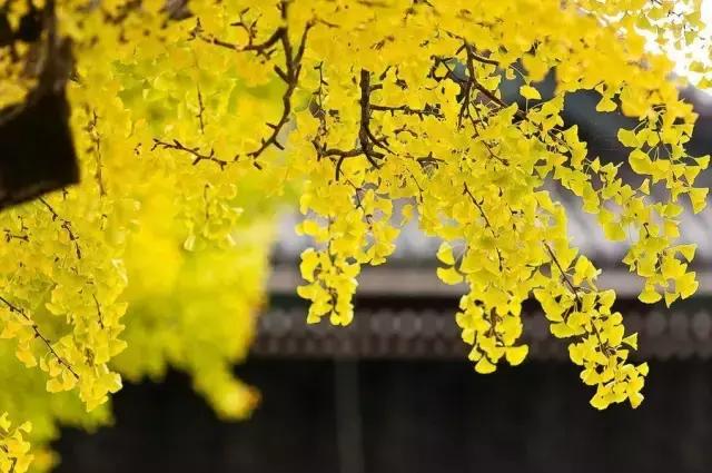 早安美图161110：把困苦活出诗意，把薄情活出深情
