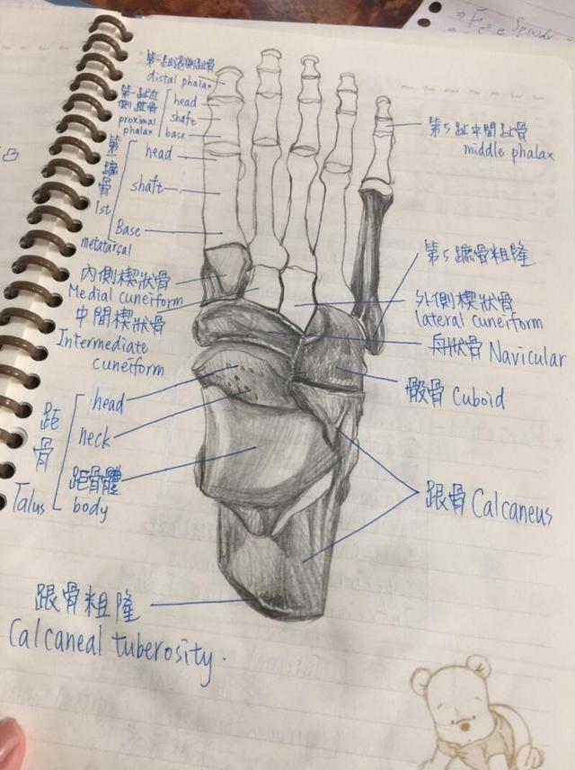 我的同学是解剖大师