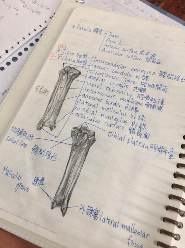 我的同学是解剖大师