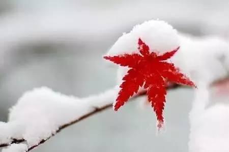 大雪节日发给朋友的最美祝福祝语