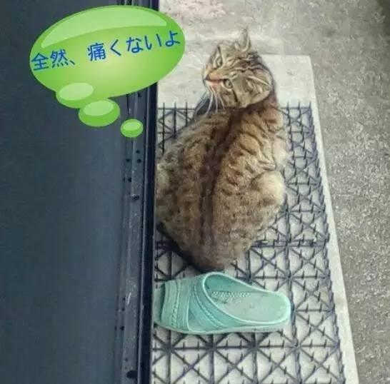 防猫刺垫？喵星人冷笑了！