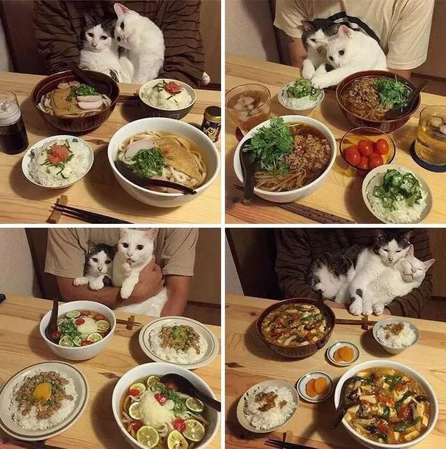 2016喵星人猫猫最佳照片