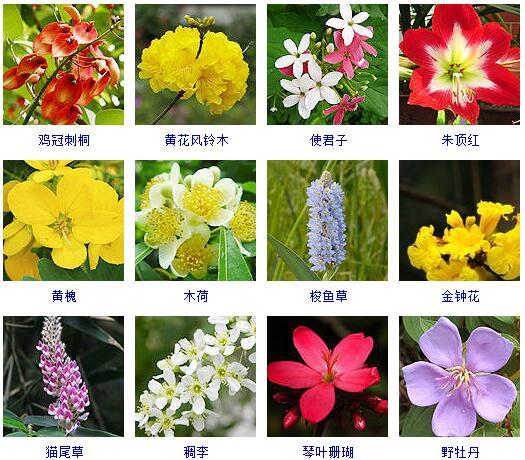 盆景图片名称大全欣赏 花的名称和图片大全