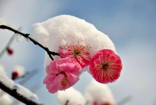 关于腊八节的诗句、梅花动态图片图片大全