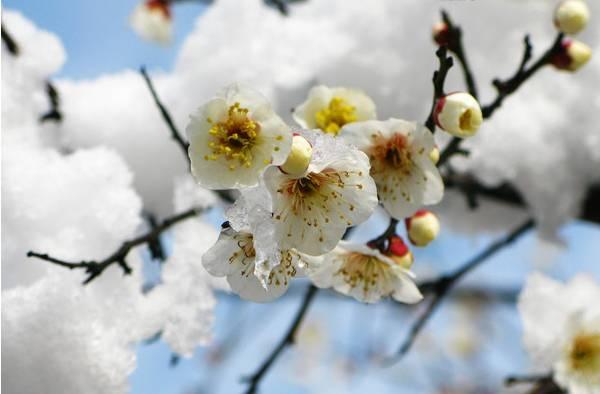 关于腊八节的诗句、梅花动态图片图片大全