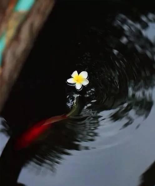 午安心语170110：待一季花开，等一人归来