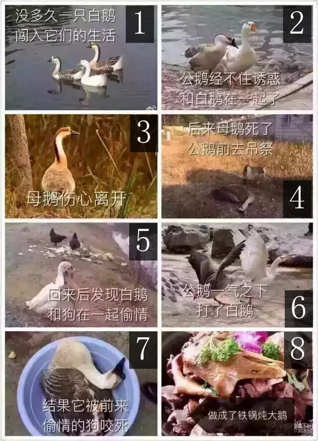 两只鹅火爆了，可是结局