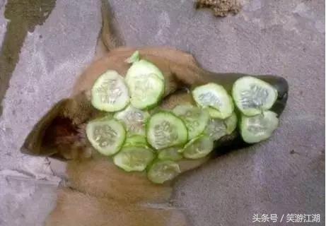 搞笑GIF动态图来袭：​真正的作死，这家伙已经无药可救了！