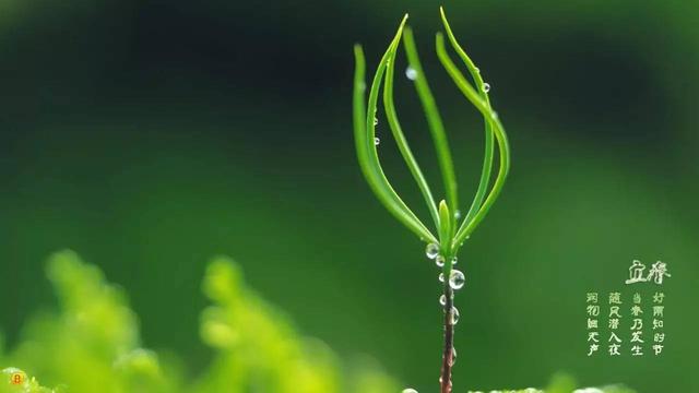 立春节气吉祥的话吉祥的语句