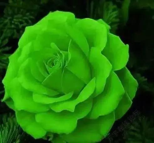 大年初九给朋友的真诚祝福和问候语