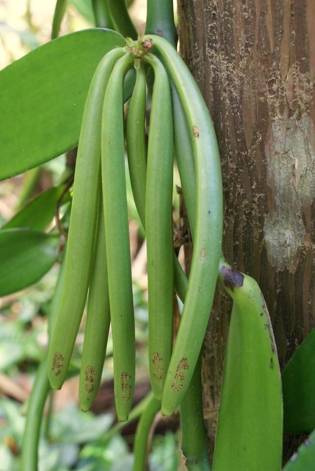 蔬菜瓜果采摘前的样子，一时有点反应不过来