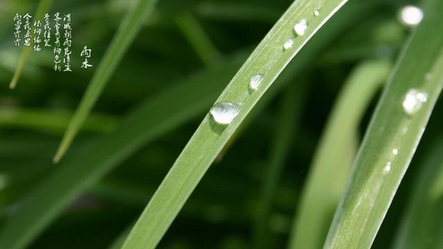 雨水节气的精美图片祝福文字