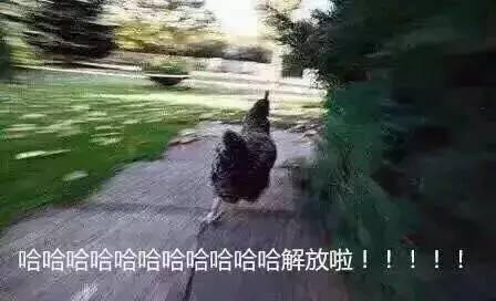 鸡鸡鸡去战斗吧!