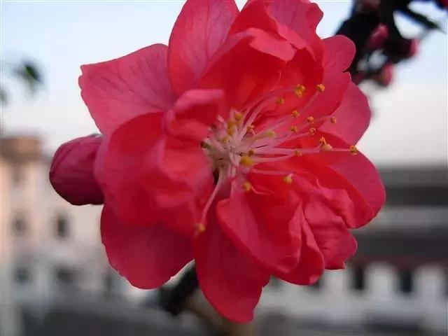 早安美图170320：亲爱的，别哭