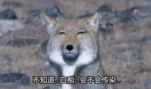 我的爱人是个白痴