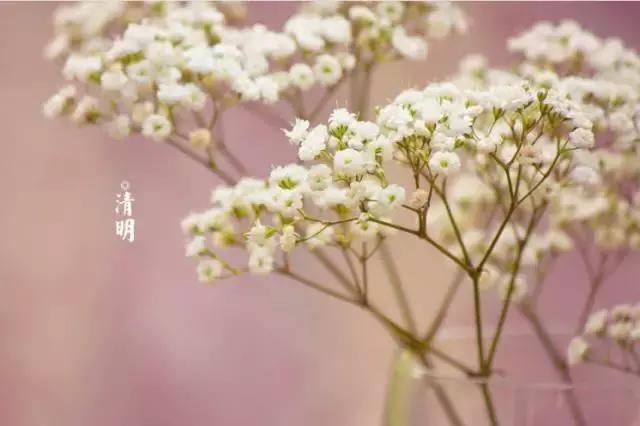 清明节感悟：愿逝者安息，愿生者珍惜