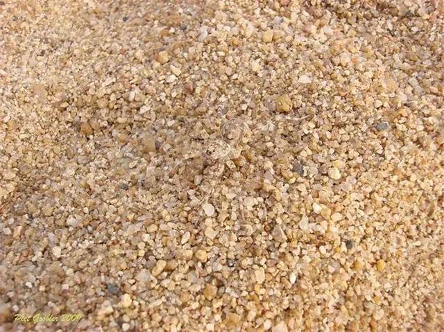 躲迷藏,这20个动物比你更在行