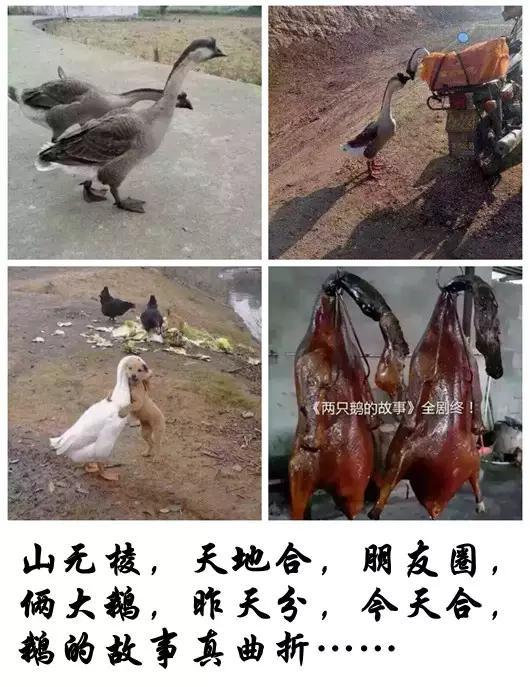 两只鹅火爆了，可是结局