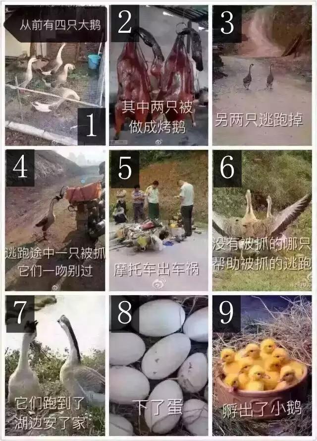 两只鹅火爆了，可是结局
