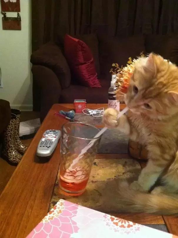 狗狗猫猫干坏事被抓现行,这就太尴尬了
