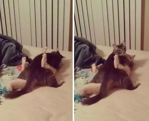狗狗猫猫干坏事被抓现行,这就太尴尬了