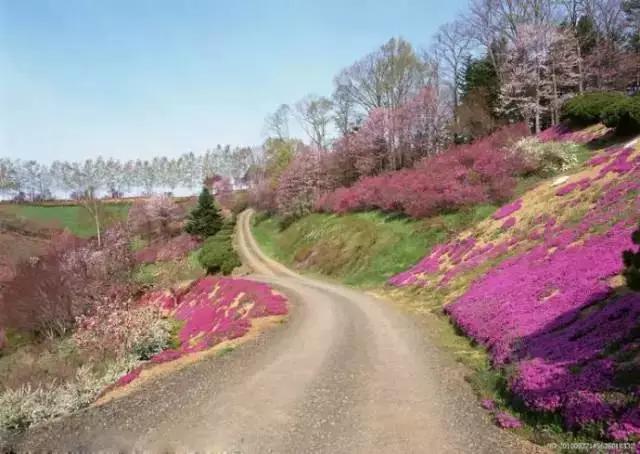 晚安美图160307：花间小路，陪我走可否？