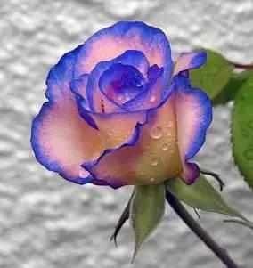 三八节送给天下女人38朵玫瑰
