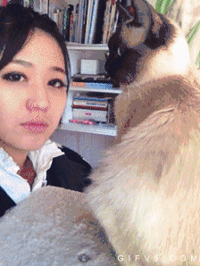 牛哥美女gif动图13p:妹子舔屏了!你何在?