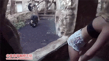 牛哥美女gif动图9p：用胸部打人这招太狠了