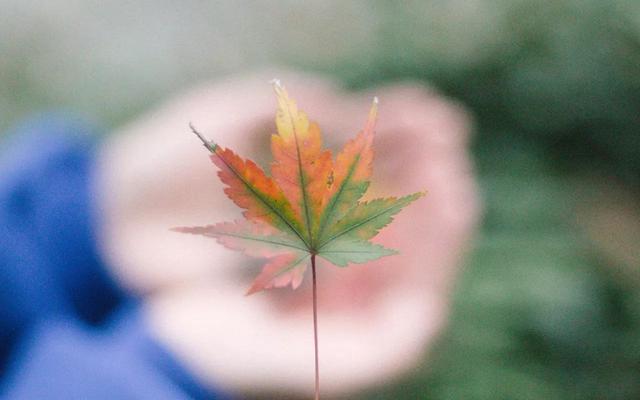 晚安好句子171011：只要是你，怎么看都不厌