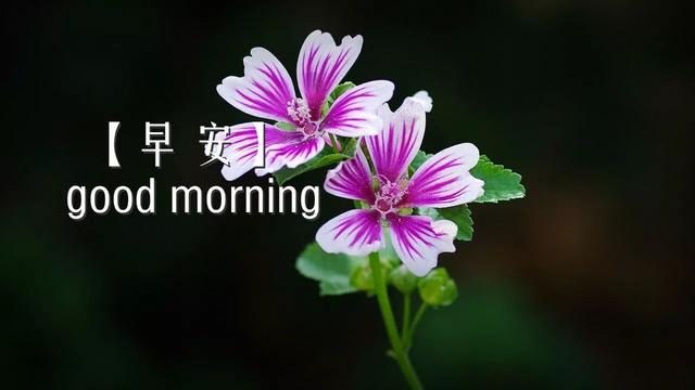 早上好的问候句子，问候早上好的好句子
