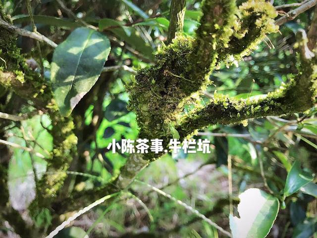 武夷岩茶有多少品种和名称，一篇文章看遍武夷岩茶万千品种