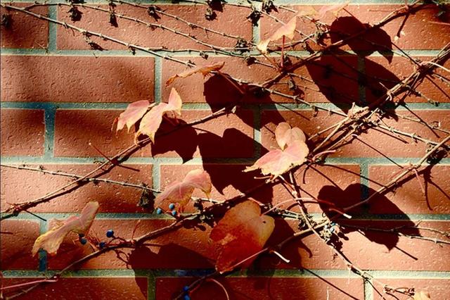 早安11月：十月，再见！十一月，你好！