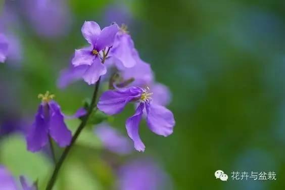 诸葛菜和二月兰的区别，二月兰和心叶诸葛菜的区别